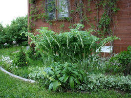 Купена душистая - Долина роз фото 2