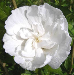 Гибискус сирийский Вайт Шифон - 7цветов фото 2