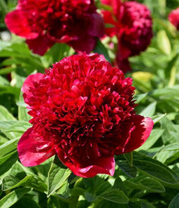 Пион Red Charm - Голландские луковицы фото 2