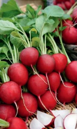 Редис БИЗНЕС КЛАСС Дружно формируется урожай! Мякоть белая, нежная, сочная, сладкая! Долго не дрябнет!