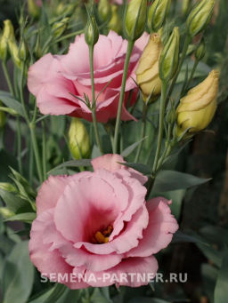 Эустома срезочная махровая абрикосовая Мадам Шанталь - Партнер фото 3