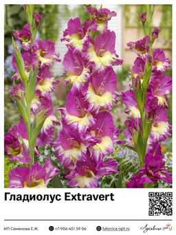 Гладиолус Extravert
