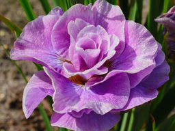 Ирис Pink Parfait (Пинк Парфайт)