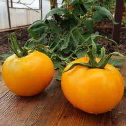 Томат ХУРМА Сахарный сорт с бесподобным вкусом! Высоке содержание бета-каротина! Не вызывает аллергий! - Уральский дачник фото 2