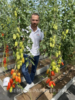Томат Царское Искушение - Партнер фото 8