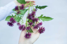 Чертополох малый - Темно-фиолетовый - Real touch фото 2