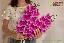 004 Орхидея фаленопсис "Жозель" (9 цветков)