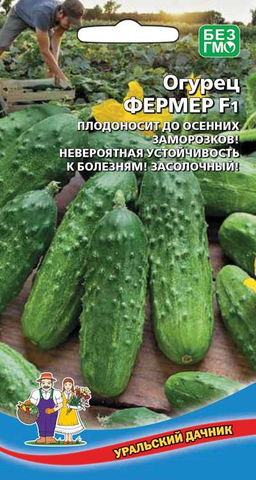 Огурец ФЕРМЕР F1 Плодоносит до осенних заморозков! Невероятная устойчивость к болезням! Засолочный!