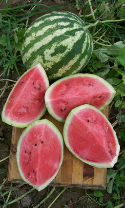 Арбуз БОЛЬШОЙ КУШ  Оптимальное решение для новичков! Суперсладкая сахарная мякоть! Дружный ранний урожай ягод!