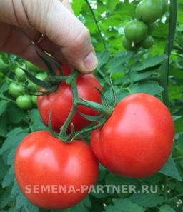 Томат Мечталин - Партнер фото 8