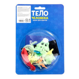 Набор для опытов Тело человека - Эврики фото 6