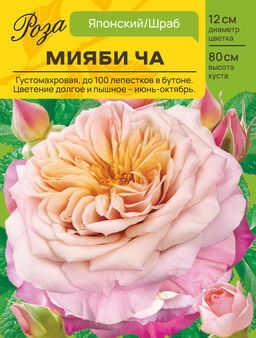 Роза Мияби Ча (Японский/Шраб) С ЦВ.НАКЛЕЙКОЙ 1шт