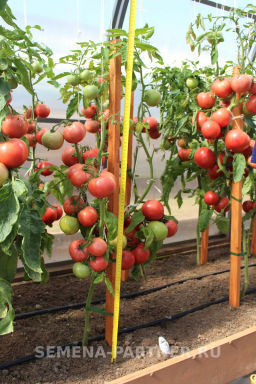 Томат Малиновый Мусс - Партнер фото 4