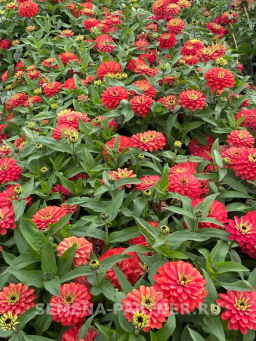 Цинния махровая Барышня-крестьянка Абрикосовый Джем - Партнер фото 3