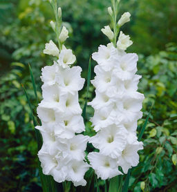 ГЛАДИОЛУС Амстердам Разбор 10/12 Кол-во упак., шт 10