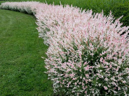 Ива Хакуро Нишики - Долина роз фото 2