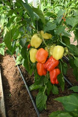 Перец сладкий Атлет F1 (А) (ЦВ) 12 шт - Поиск фото 2