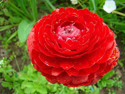 Лютик красный (Ranunculus Red) 10шт