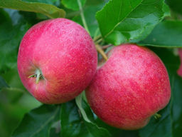 Яблоня Память Ульянищева