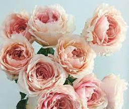 581c4a1b5fc62fb74ea26e40a850742eimw15y41ll27s77w