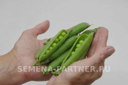 Горох овощной Премиум - Партнер фото 5