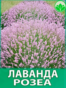 Лаванда узколистная Розеа С1,5