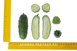 Огурец пчелоопыляемый Эльбрус - Партнер фото 7