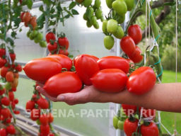 Томат Миллениум - Партнер фото 4