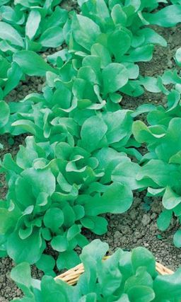 Салат МОСКОВСКИЙ ПАРНИКОВЫЙ Супернежный, сладкий! Очень быстрый рост зелёной массы! Можно длительно хранить в холодильнике! - Уральский дачник фото 2