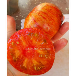 Мечта Алисы - Tomatia фото 2