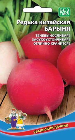 Редька БАРЫНЯ  Теневыносливая! Засухоустойчивая! Отлично хранится!