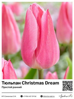 Тюльпан Christmas Dream (Простой ранний)