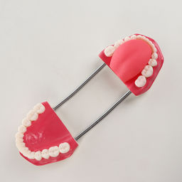 Анатомическая модель «Макет челюсти человека», 21×15×13 см