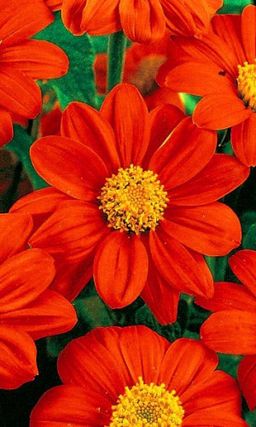 Титония ПИКОВАЯ ДАМА