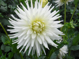 ГЕОРГИНА Май Лав Разбор I Кол-во упак., шт 1