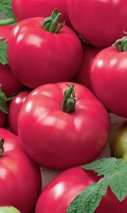 Томат МАЛИНКА Нежная, зернистая мякоть с ярким ароматом! Прост в уходе! Обильное плодоношение! Для вкуснейших салатов и заготовок!