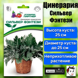 Цинерария приморская Сильвер Фэнтези - Партнер фото 2
