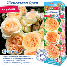Роза Женевъева Орси (Флорибунда) 1шт