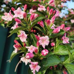 Вейгела розовая - Долина роз фото 2