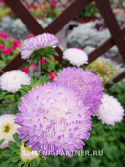 Астра китайская Зачарованная - Партнер фото 5