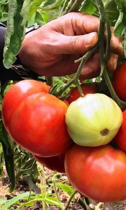 Томат ПОДАРОЧНЫЙ (большой пакет) Семян в 5 раз больше, чем в обычном пакете! Настоящий подарок для садоводов Урала и Сибири! Завязывает большое количество плодов и в жару и в холод! Сладкий, вкусный, не трескается!