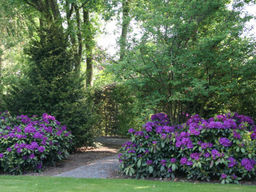 Рододендрон Распутин