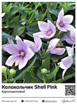 Колокольчик Shell Pink (Крупноцветковый)