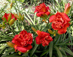 Лилейник Moses Fire (Махровый) - Голландские луковицы фото 3