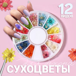 Сухоцветы для декора Ромашки, объёмные, 12 видов, в футляре, разноцветные