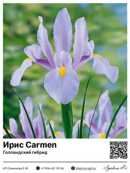 Ирис Carmen (Голландский гибрид)
