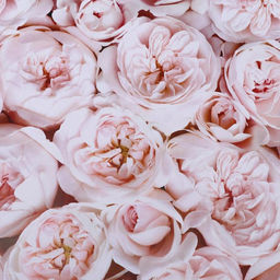 Цена за 10 шт. Бумага глянцевая двусторонняя Пионы, 0,5 х 0,7 м - UPAK LAND фото 3