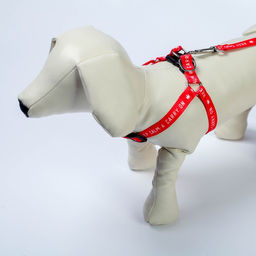 Комплект Keep calm & carry on, шлейка 36-49 см, поводок 120х1,5 см - Пушистое счастье фото 4