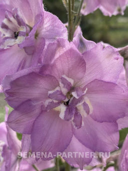Дельфиниум Свитхартс - Партнер фото 7