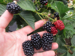 Ежевика Небеса могут подождать